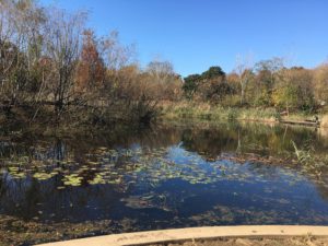 Patterson Park - Duck Pond