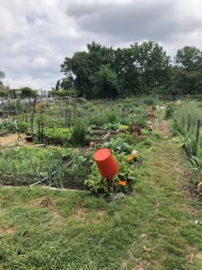 Druid Hill Park - Farm / Garden