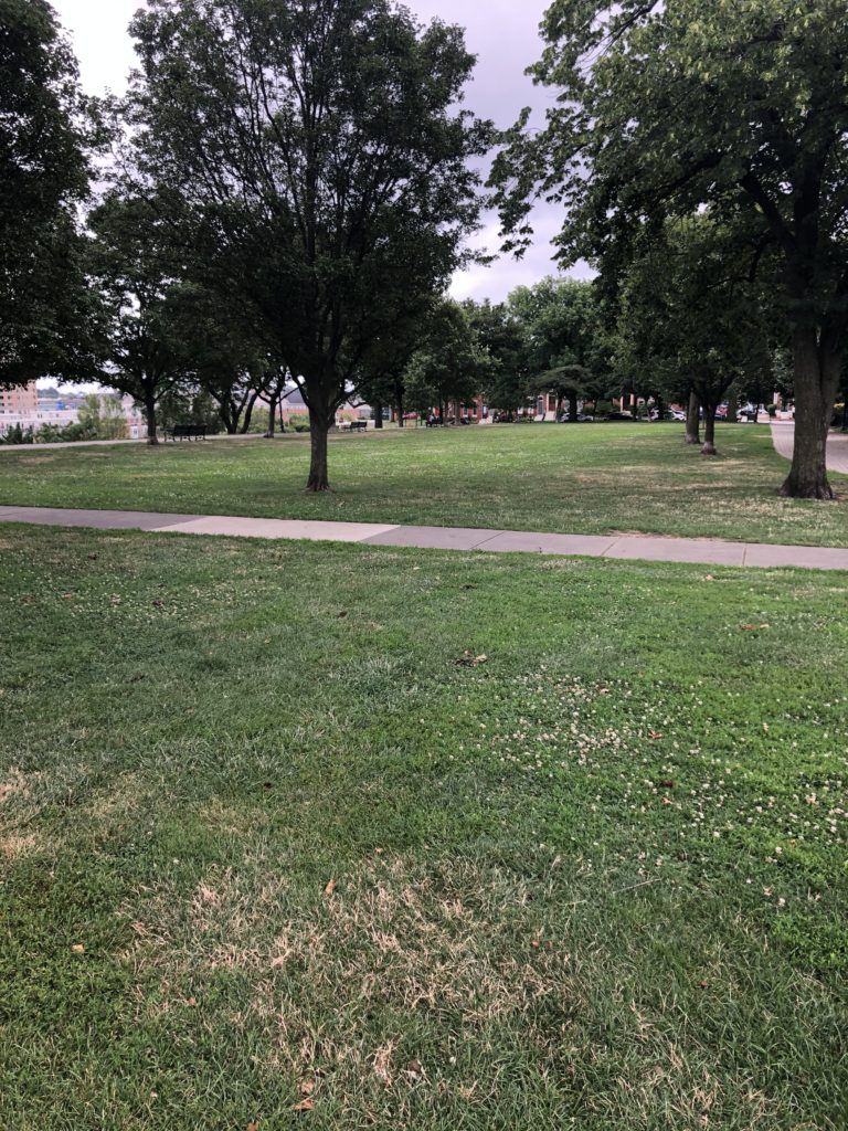 Federal Hill Park - Lawn