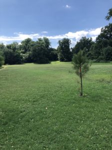 Stony Run - meadow