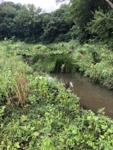 Stony Run - wetlands